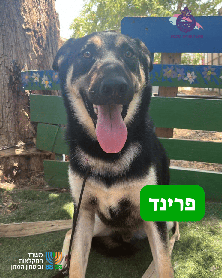 פרינד (צילום: כלביית הגלבוע) פרינד