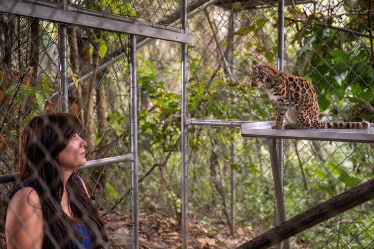החתול Leopardus tilcayo, המתגורר כיום במקלט לחיות הבר סנדה ורדה בבוליביה (צילום: Fernando Faciole/National Geographic/Handout/Reuters) החתול Leopardus tilcayo, המתגורר כיום במקלט לחיות הבר סנדה ורדה בבוליביה