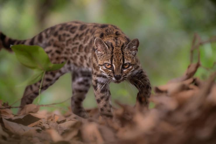 החתול Leopardus tilcayo (צילום: Fernando Faciole/National Geographic/Handout/Reuters) החתול Leopardus tilcayo