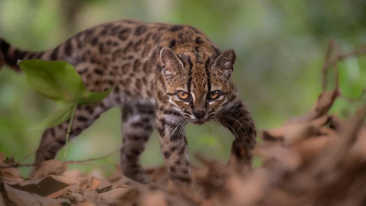 החתול Leopardus tilcayo (צילום: Fernando Faciole/National Geographic/Handout/Reuters) החתול Leopardus tilcayo