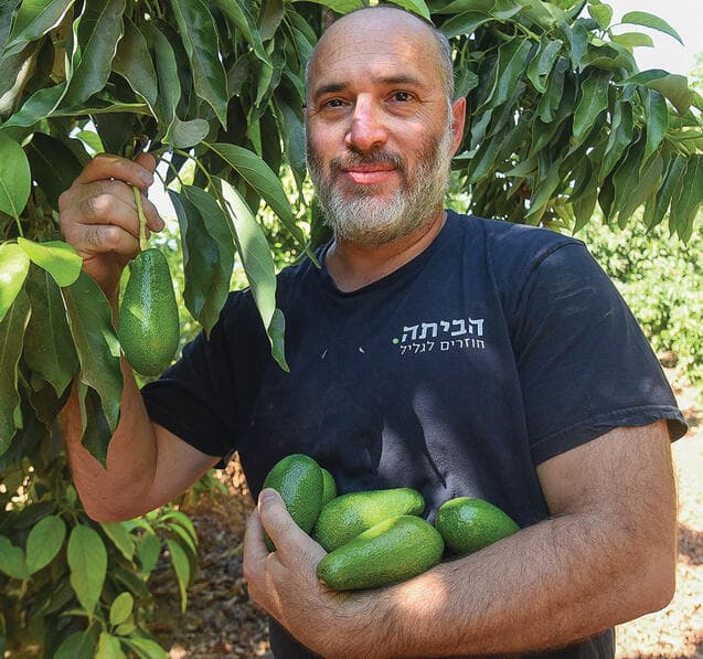 שנהב. "מתכננים לנטוע עוד אבוקדו" (אביהו שפירא) שנהב. "מתכננים לנטוע עוד אבוקדו"