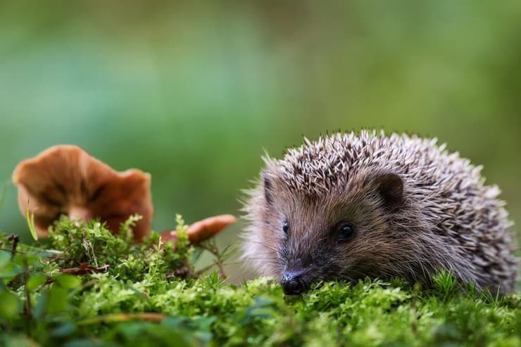 קיפוד אירופי (צילום: Rudolf_Prchlik/Shutterstock) קיפוד אירופי