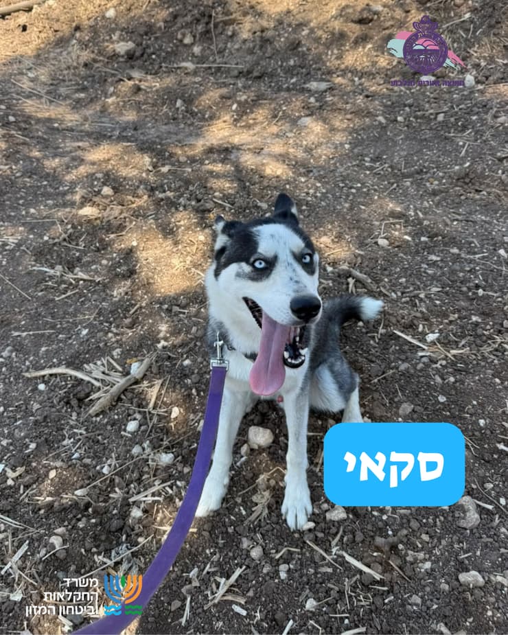 סקאי (צילום: כלביית הגלבוע) סקאי