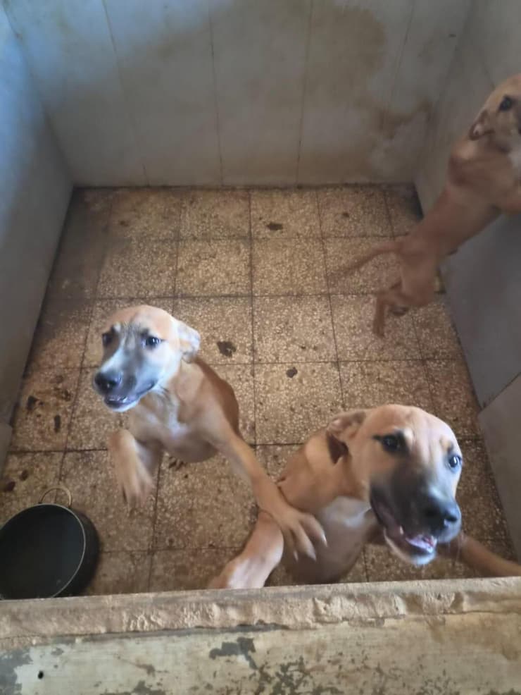 תנאי המחייה הירודים של הכלבים שחולצו (צילום: משרד החקלאות וביטחון המזון) תנאי המחייה הירודים של הכלבים שחולצו מהמושב שיבולים, סמוך לנתיבות