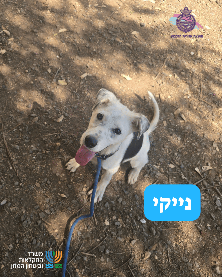 נייקי (צילום: כלביית הגלבוע) נייקי