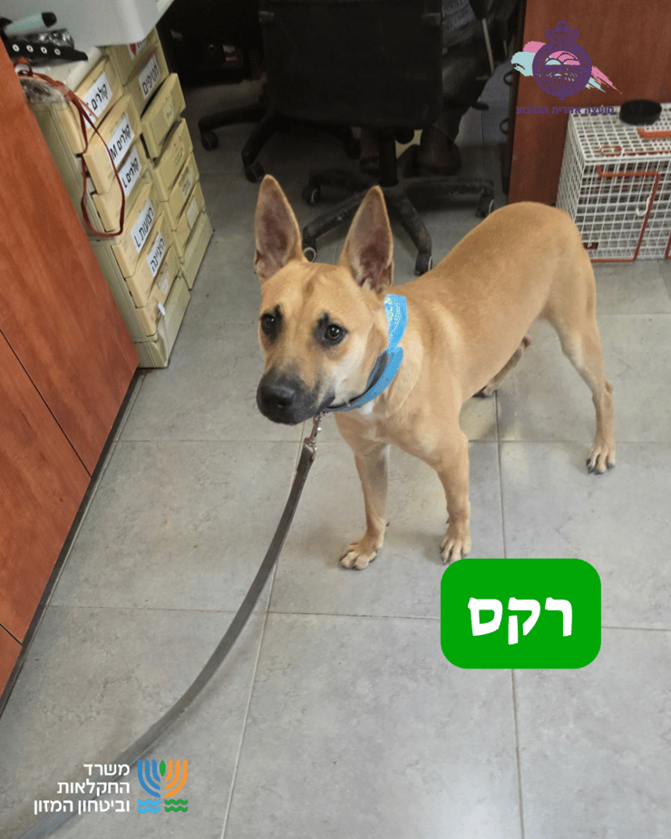 רקס (צילום: כלביית הגלבוע) רקס