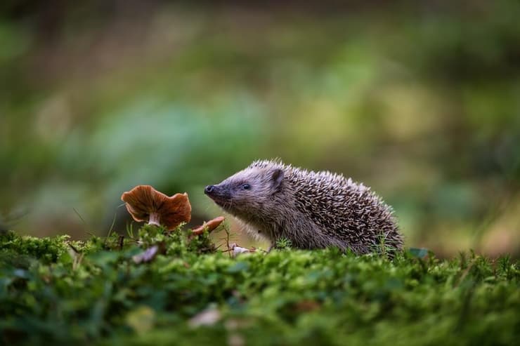 קיפוד אירופי סקרן בטבע (צילום: Rudolf_Prchlik/Shutterstock) קיפוד אירופי סקרן בטבע