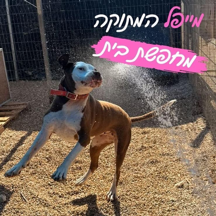 מייפל (צילום: גלבוע אוהבת חיות) מייפל
