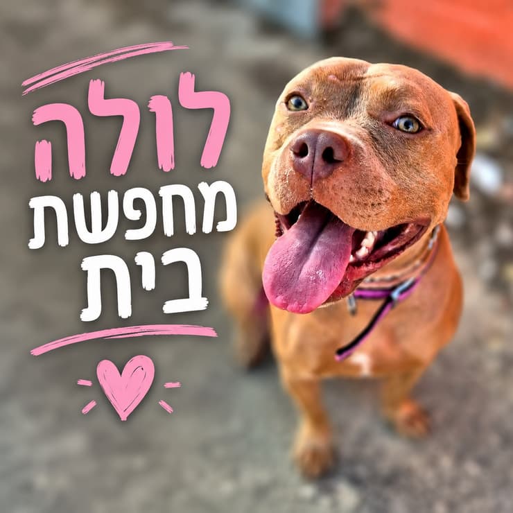 לולה (צילום: גלבוע אוהבת חיות) לולה