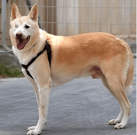 סימבה (צילום: צער בעלי חיים רמת גן והסביבה) סימבה
