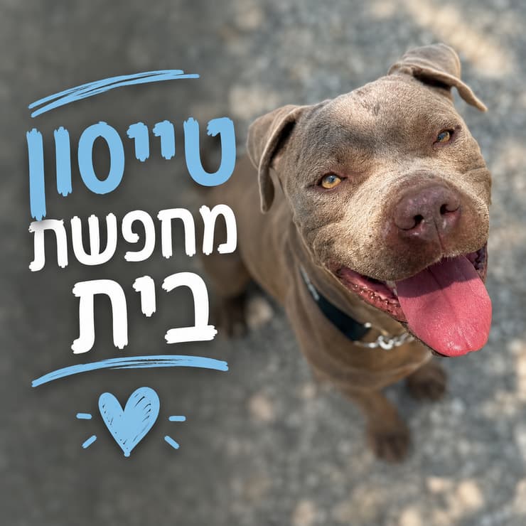טייסון (צילום: גלבוע אוהבת חיות) טייסון
