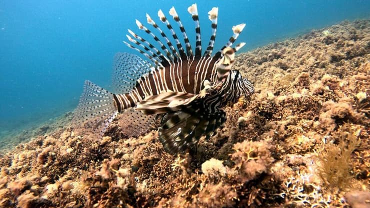 הזהרון ההדור (צילום: אלכס גרייזנר (Alex IFreedive)) הזהרון ההדור