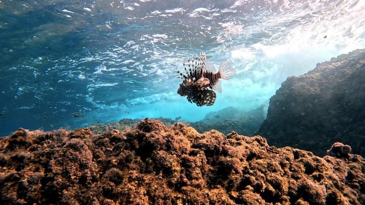 הזהרון ההדור (צילום: אלכס גרייזנר (Alex IFreedive)) הזהרון ההדור