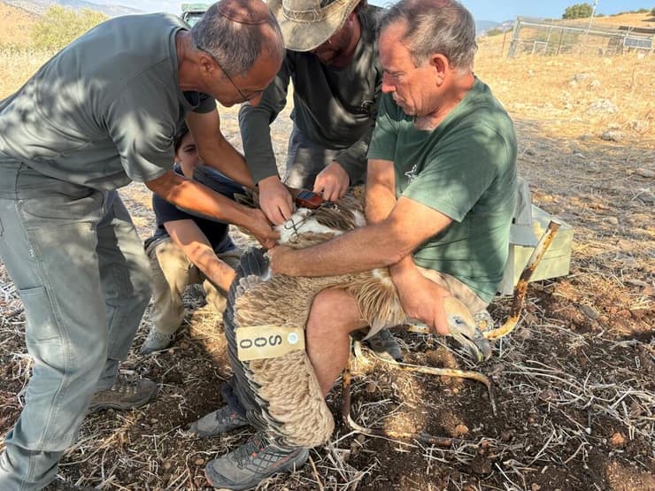 אחד הנשרים לפני השחרור (צילום: מיטל מסיקה, רשות הטבע והגנים) אחד הנשרים לפני השחרור