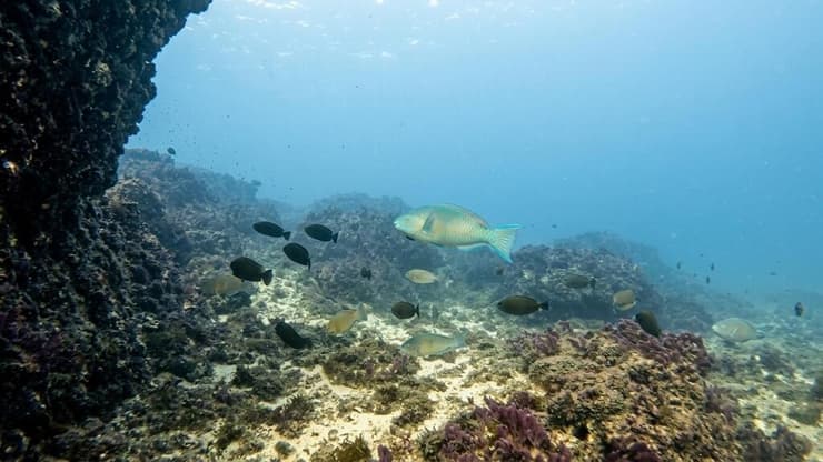 תוכינון האוכפים (צילום: אלכס גרייזנר (Alex IFreedive)) תוכינון האוכפים