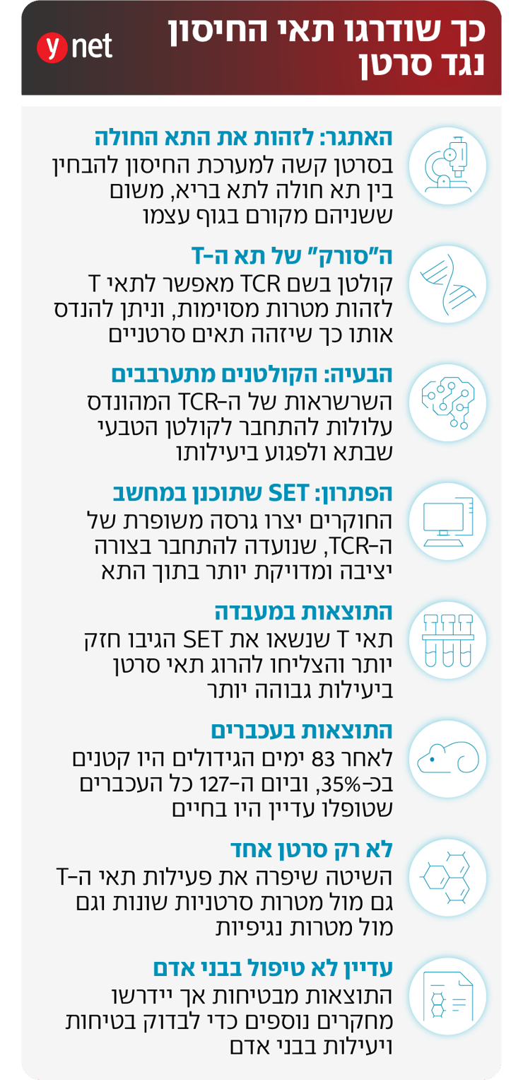 אינפו כך שודרגו תאי חיסון נגד סרטן אינפו כך שודרגו תאי חיסון נגד סרטן
