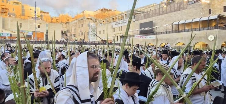 מתפללים עם ארבעת המינים ברחבת הכותל (צילום: שילה פריד) מתפללים עם ארבעת המינים ברחבת הכותל המערבי