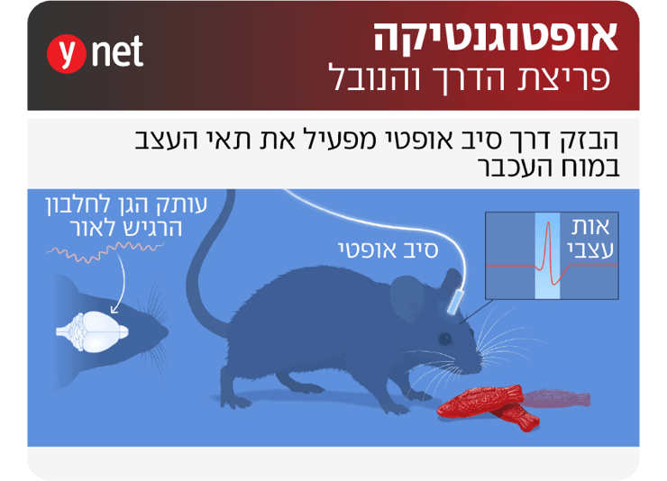 אינפו אופטוגנטיקה - פריצת הדרך שהובילה לפרס נובל ברפואה (איור: The Nobel Committee for Physiology or Medicine. Ill. Mattias Karlén) אינפו אופטוגנטיקה - פריצת הדרך שהובילה לפרס נובל ברפואה
