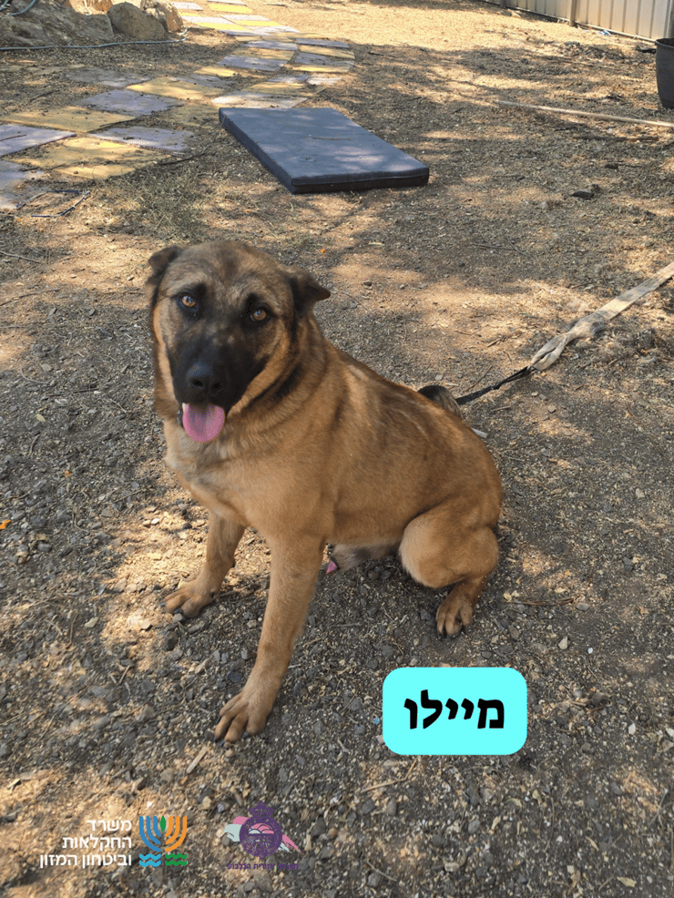 מיילו (צילום: כלביית הגלבוע) מיילו