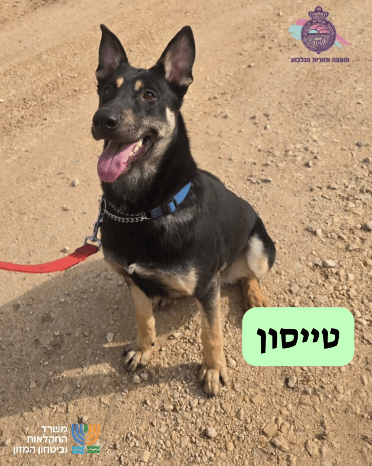 טייסון (צילום: כלביית הגלבוע) טייסון