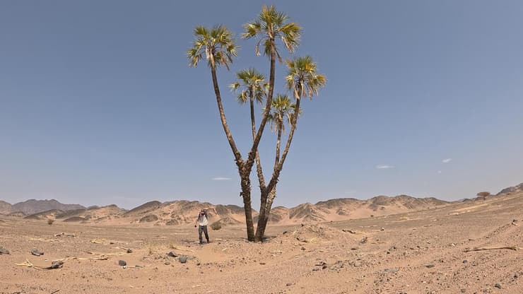 עץ בודד במדבר (צילום: אדם ג'אנו) עץ בודד במדבר