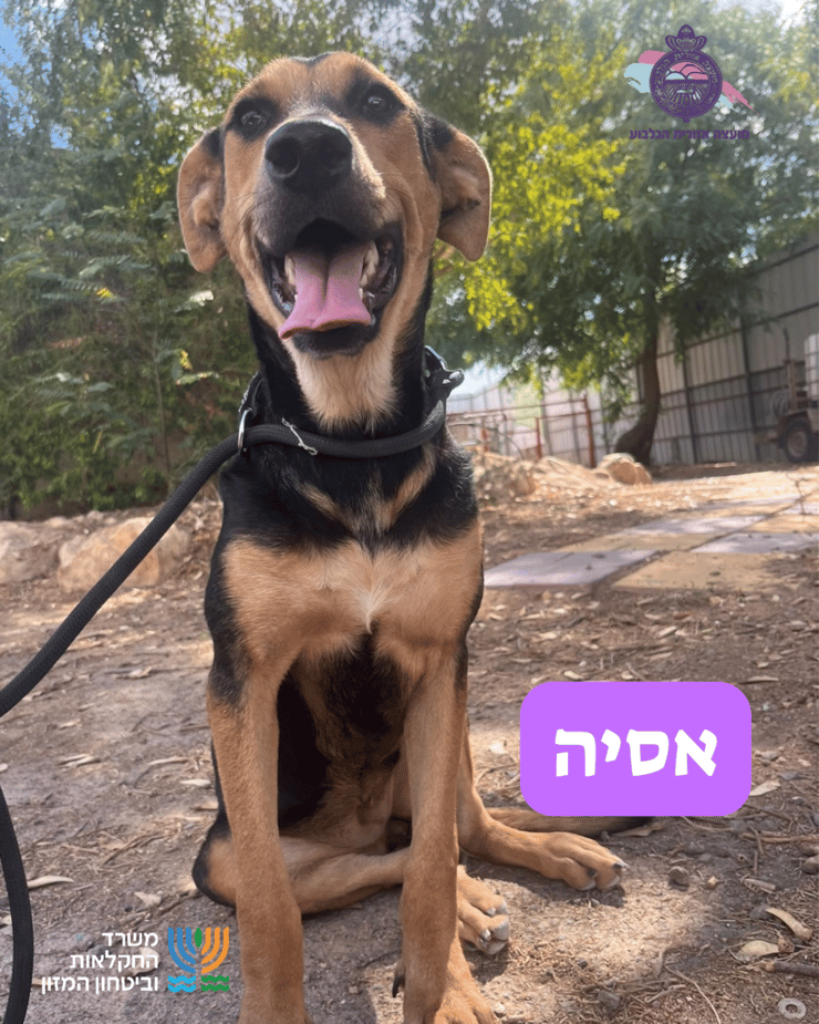 אסיה (צילום: כלביית הגלבוע) אסיה