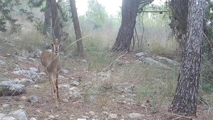 צבי ארץ ישראלי בטבע (צילום: צוות המעבדה לאקולוגיה של צומח ומרעה) צבי ארץ ישראלי