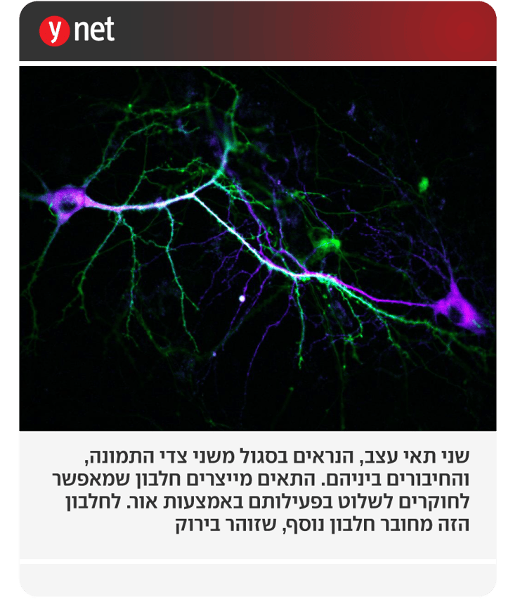 אינפו אופטוגנטיקה (צילום: Dr. Jonas Wietek) אינפו אופטוגנטיקה