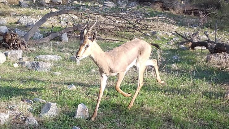 צבי ארץ ישראלי (צילום: צוות המעבדה לאקולוגיה של צומח ומרעה) צבי ארץ ישראלי