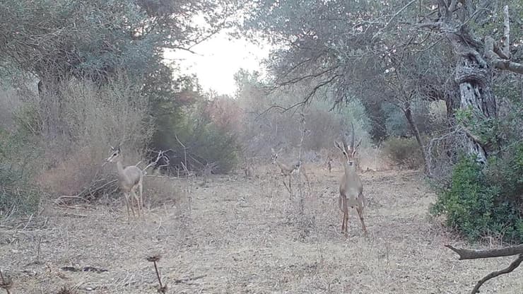 צבאים בטבע (צילום: צוות המעבדה לאקולוגיה של צומח ומרעה) צבי ארץ ישראלי
