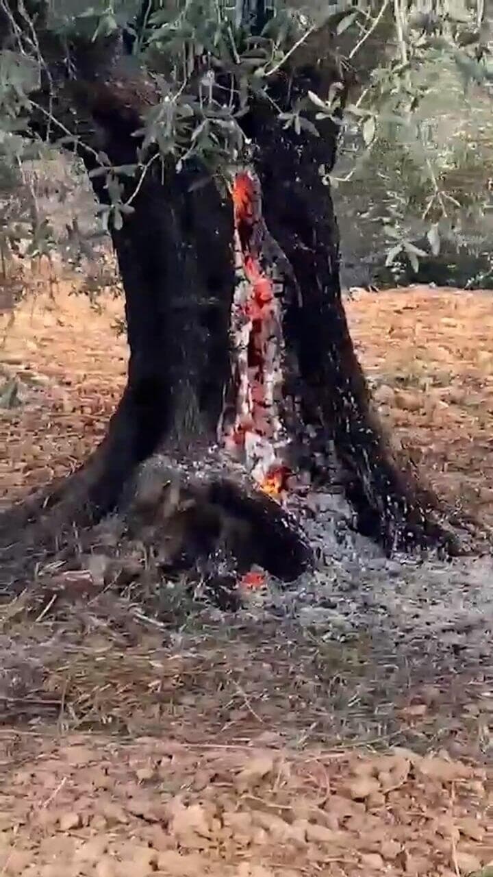 הצתת עצי זית תקיפות מתנחלים בשכם, סלפית ורמאללה