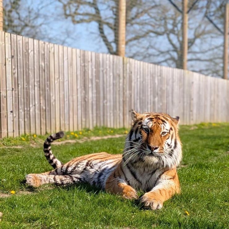 אלטאי. חגג יום הולדת 5 בספטמבר (צילום: Yorkshire Wildlife Park) אלטאי. חגג יום הולדת 5 בספטמבר