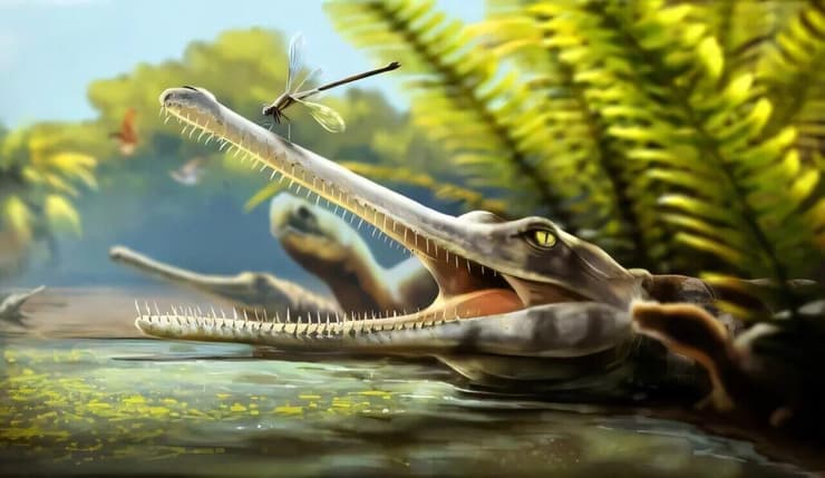 הטורף הפרהיסטורי Ctenosuchus tenuidens, קרוב משפחתם של התנינים (איור: Nathan Dehaut) הטורף הפרהיסטורי Ctenosuchus tenuidens, קרוב משפחתם של התנינים