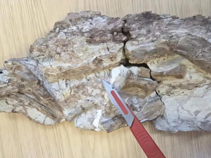 המאובן של Ctenosuchus tenuidens, כשלהב הסכין פונה אל שיניו הדקות והעדינות (צילום: University of Portsmouth) המאובן של Ctenosuchus tenuidens, כשלהב הסכין פונה אל שיניו הדקות והעדינות