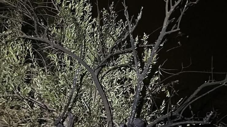 מתנחלים שרפו בכפר מוכמאס צפונית לירושלים