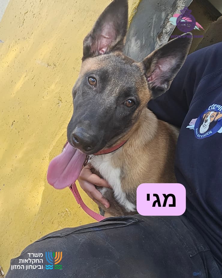 מגי (צילום: כלביית הגלבוע) מגי