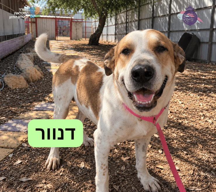 דנוור (צילום: כלביית הגלבוע) דנוור