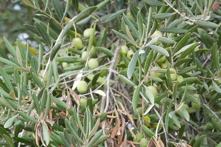 זיתים (צילום: שאול גולן) זיתים