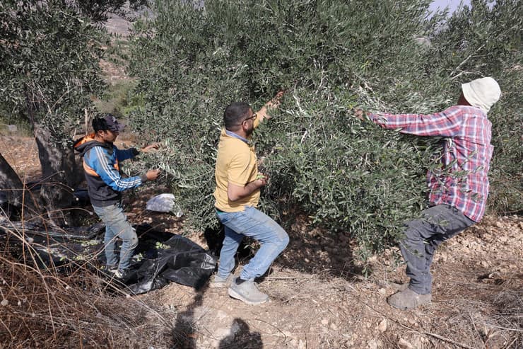 חקלאים במסיק בלובן א־שרקייה. "על הכביש יש לנו הרבה עצי זית, אבל מתנחלים לא נותנים לנו להתקרב לשם" (צילום: שאול גולן) חקלאים במסיק בלובן א-שרקייה