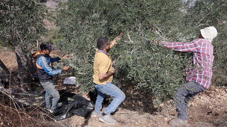 חקלאים במסיק בלובן א-שרקייה. "על הכביש יש לנו הרבה עצי זית, אבל מתנחלים לא נותנים לנו להתקרב לשם" (צילום: שאול גולן) חקלאים במסיק בלובן א-שרקייה
