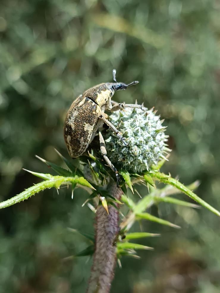 חדקונית הקיפודן Larinus onopordi (יושבת על פרח של קיפודן) (צילום: לייבעלע פרידמן) חדקונית הקיפודן Larinus onopordi (יושבת על פרח של קיפודן)