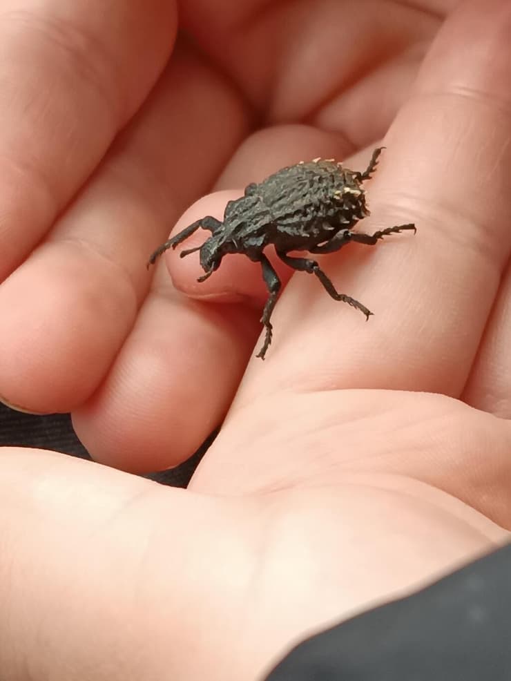 בצלנית מצרית Brachycerus aegyptiacus בשומרון (צילום: לייבעלע פרידמן) בצלנית מצרית Brachycerus aegyptiacus בשומרון