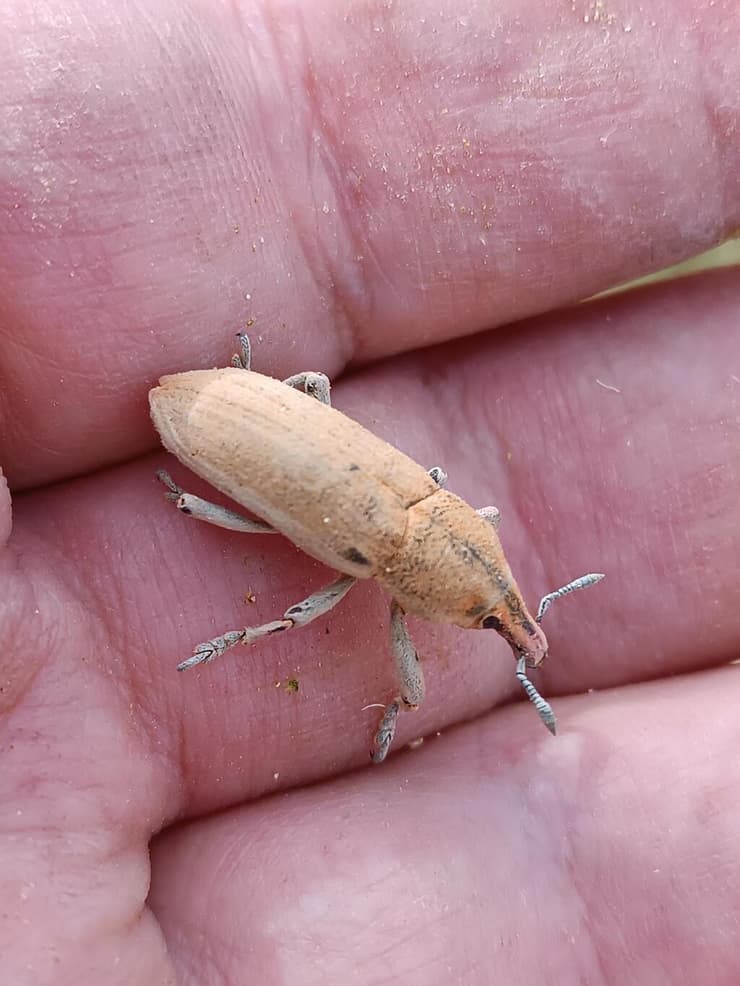 חדקונית הסילון הקוצני הגדולה Lixopachys luxerii בדרום הערבה בידי. (צילום: לייבעלע פרידמן) חדקונית הסילון הקוצני הגדולה Lixopachys luxerii בדרום הערבה בידי.
