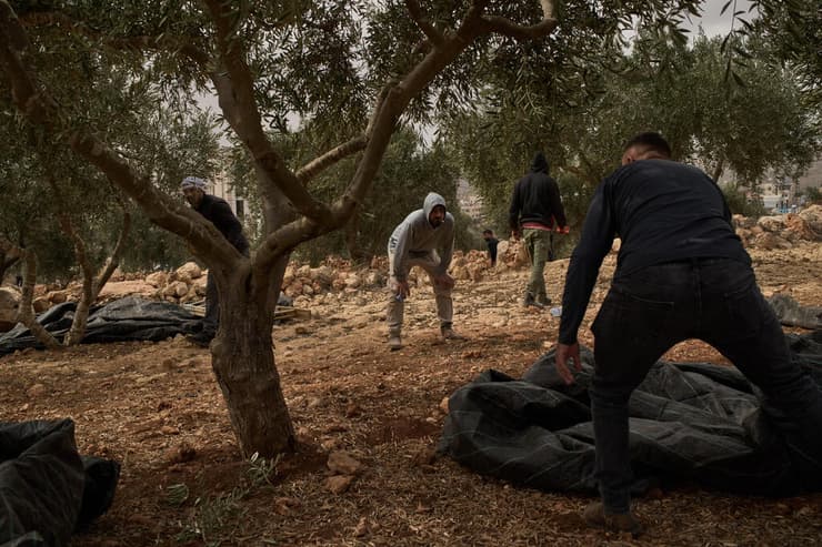 מסיק זיתים באבו פלאח שליד רמאללה, שם אירעו הבוקר העימותים (צילום: AP Photo/Leo Correa) מסיק זיתים ליד רמאללה ב אבו פלאח פלסטינים