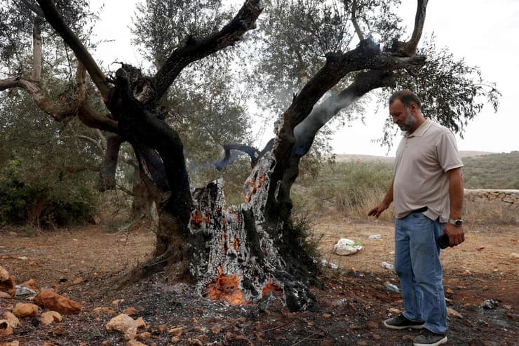 עץ זית שנטען כי הוצת על ידי מתנחלים בתורמוס עיא שליד רמאללה (צילום: AHMAD GHARABLI / AFP) עץ זית שנטען כי הוצת על ידי מתנחלים ב תורמוס עיא ליד רמאללה פלסטינים מסיק