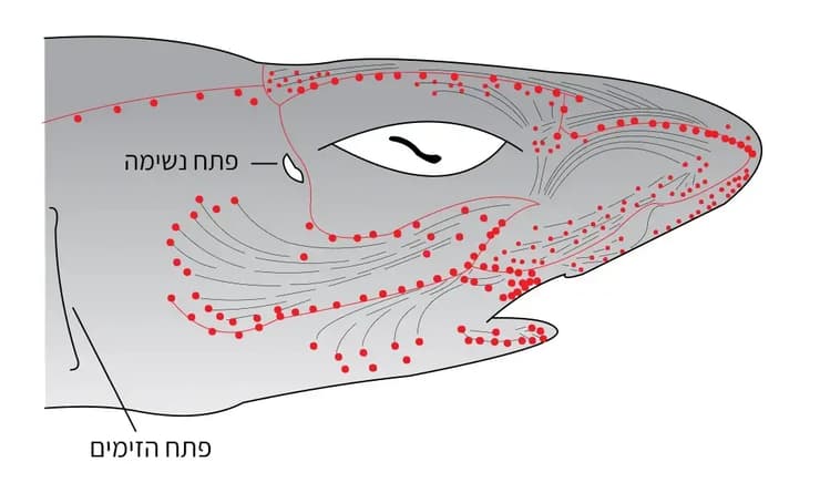 מערכת החישה של הכריש. הנקודות האדומות מציינות את פתחיהן של אמפולות לורנציני, הקווים האפורים מציינים את מערכת צד הגוף, שרגישה לתנועות ולשינויים בלחץ המים (איור: Chris_huh/Wikimedia Commons) מערכת החישה של הכריש. הנקודות האדומות מציינות את פתחיהן של אמפולות לורנציני, הקווים האפורים מציינים את מערכת צד הגוף, שרגישה לתנועות ולשינויים בלחץ המים