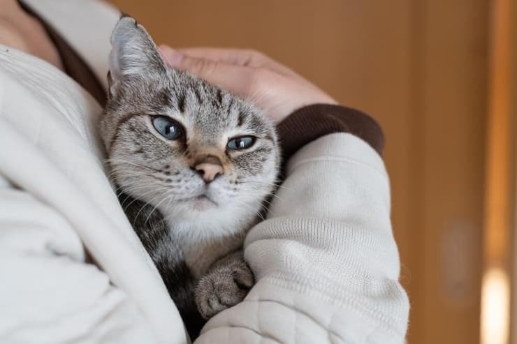 חתול מתפנק בין זרועות בעליו (צילום: Rai106 / Shutterstock) חתול מתפנק בין זרועות בעליו
