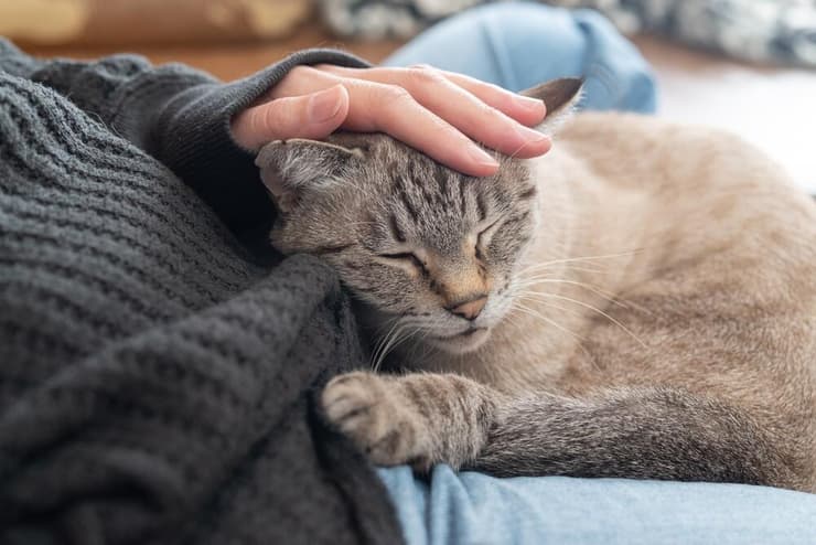 חתול נהנה מליטופיו של בעליו (צילום: Rai106 / Shutterstock) חתול נהנה מליטופיו של בעליו