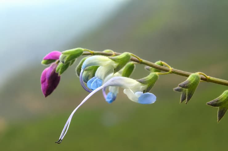 המין החדש Salvia messii, הקרוי על שם ליונל מסי