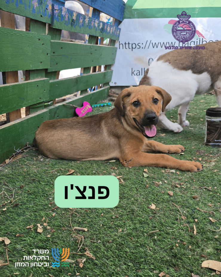 פנצ'ו